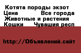 Котята породы экзот › Цена ­ 7 000 - Все города Животные и растения » Кошки   . Чувашия респ.